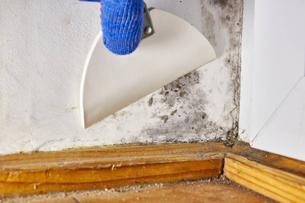 Best Biohazard Mold Removal  in Brusly, LA